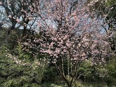 -苏州上方山国家森林公园