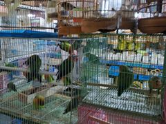 -万商花鸟市场
