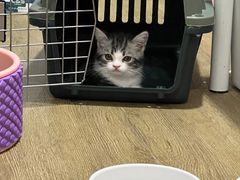 -小猫来了·猫舍(红山六九七九店)