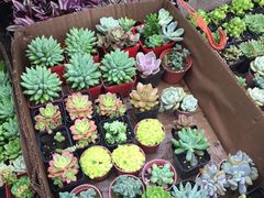 -金陵花卉交易市场