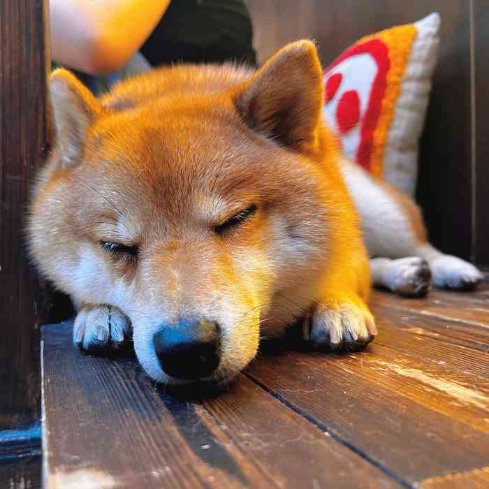豆柴院子柴犬主题咖啡馆(798店"来北京789撸狗子啦!偶然发现这家.