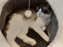 -喵喵咪呀布偶猫咖(春熙路店)