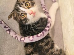 -平行世界·猫咖(首经贸店)