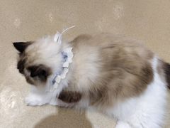 -藏猫猫咖啡主题馆(中央大道店)