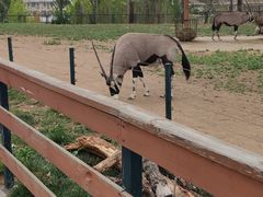 -大连森林动物园