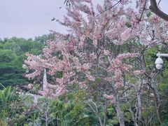 -深圳国际园林花卉博览园