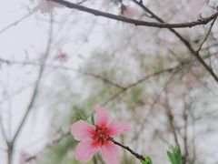 -洋湖国家湿地公园