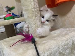 -糯米喵星人总部直营旗舰店·猫舍·幼猫出售