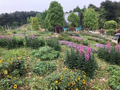 -铁山坪森林公园