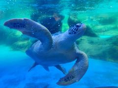 -海合安成都极地海洋公园