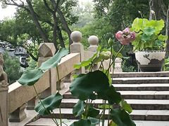 -上海醉白池公园