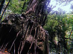 -莫里热带雨林景区