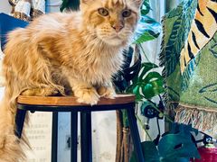 -平行世界·猫咖(首经贸店)