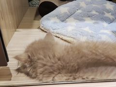 -屋虎猫馆(宝安大仟里店)