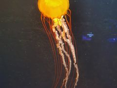 -新加坡海洋生态馆