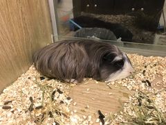 -藦茜花园宠物主题亲子互动体验馆(国顺东路店)