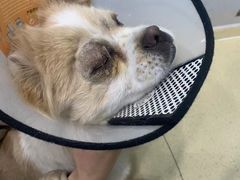 -乖乖乐动物医院(小汤山分院)