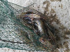 -会江钓鱼钓虾烧烤场