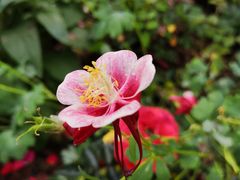 -深圳市中科院仙湖植物园