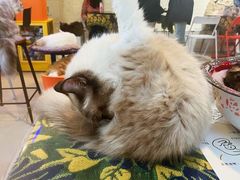-平行世界·猫咖(首经贸店)