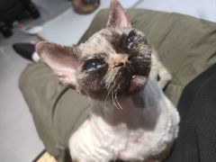 -琪喵猫屋·撸猫猫咖·猫舍