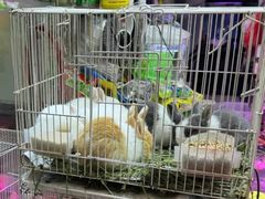 -双季花艺园艺市场(浦东店)