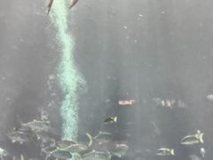 -三亚亚特兰蒂斯度假区