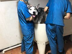 -科道动物医院·急重症中心(万达院)