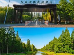 -东台黄海森林公园