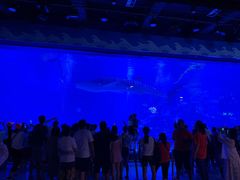 -烟台海昌鲸鲨海洋公园