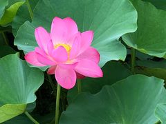-荷塘月色湿地公园·向阳花洲