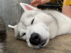 -TrueLove @ Neverland (Husky Cafe)