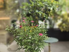 -花神·轻食简餐·咖啡馆·花卉绿植(荷兰花卉小镇店)