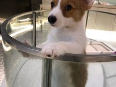 -momokira米努特·德文卷毛猫·棉花面纱犬