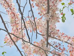 -深圳国际园林花卉博览园