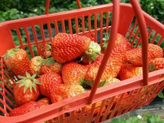 -上海多利农业发展有限公司