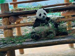 -西霞口神雕山野生动物世界