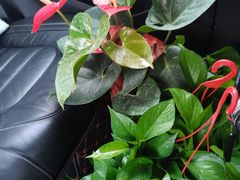 -桂林市花鸟市场