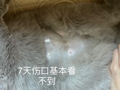 -伟伟宠物医院·瑞派猫友好医院·猫科(光谷店)