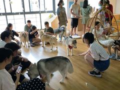 -Husky Go! 哈士奇体验馆·宠物咖啡厅狗咖