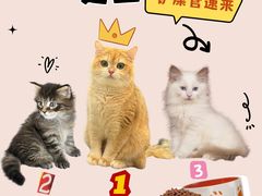 -lincat·猫舍(广州店)