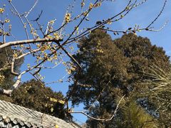 -泰山风景名胜区-普照寺
