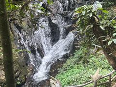 -莫里热带雨林景区