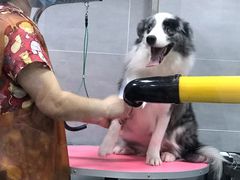 -宠福鑫康馨动物医院·骨科·眼科