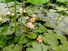 -同銮特种养殖场·龙虾垂钓