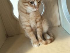 -Cappucimeow猫咪咖啡馆(韦伯时代店)