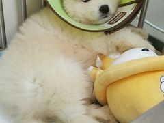 -芭比堂动物医院·犬猫全科·异宠专科(雁塔分院)