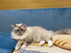 -滚猫咖啡·猫咖·猫友好撸猫(未来城店)