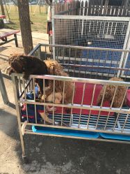 -萌宠亲子动物乐园(槐房万达店)