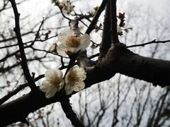 -青枫公园